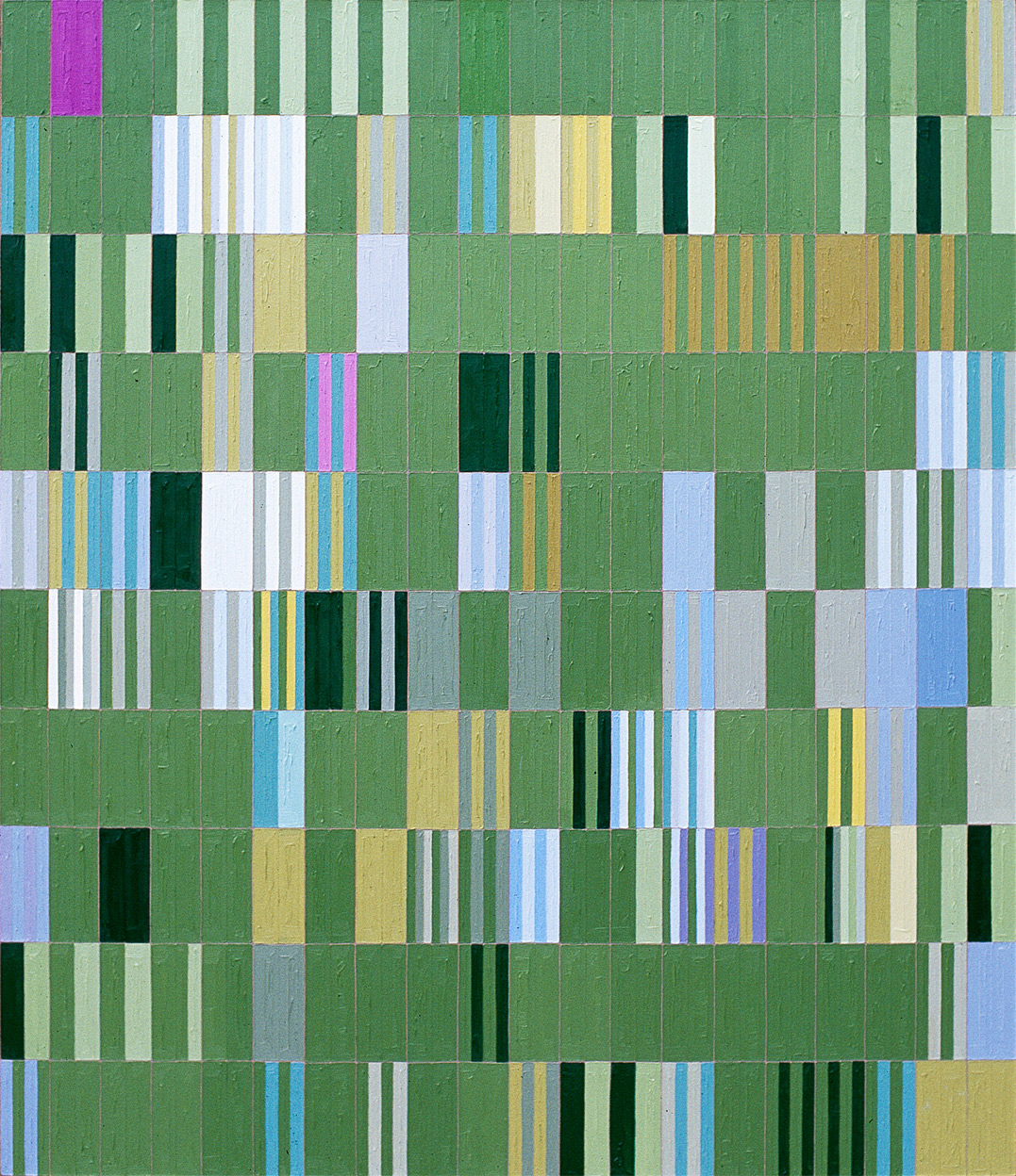 EUCALYPTUS DISCOLOROUS / CONCOLOROUS EUCALYPTUS DISCOLOROUS / CONCOLOROUS